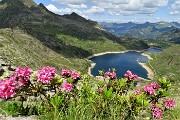 52 Vista sui Laghi Gemelli dalle pendici del Pizzo Camilla tra i rododendri